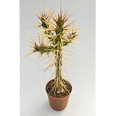 Euro Flora Cylindropuntia Whipplei Kakt&uuml;s 5.5 cm Saksıda