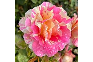 THE GARDEN ROSE COMPANY Claude Monet Hybrid Tea Rose - Unusual Pink & Yellow Striped Blooms - Potted Rose 4L