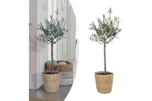 Happy Plants Olea Europaea Olivenbaum I 75 cm x ⌀17 cm, Oliven Baum Winterhart klein Pflanze Zimmerpflanze Balkonpflanzen Bonsai, Olive Tree Mediterran, frisch aus unserer Gärtnerei (mit Topf)