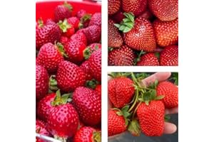 ZIELONYOGROD Fraisier 'San Andreas' Fraises persistantes, gros fruits à partir de mars - Variété suspendue - Lot de 10 plants FRAISES - Vivace, super fruit pour le jardin