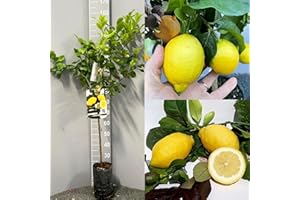 SAVINI VIVAI L'ARTE DI FARE NATURA SAVINI VIVAI Pianta di Limone Albero Agrumi Carrubaro Limone in Fitocella alta 100-120 cm di 1 anno di Innesto Made Italy