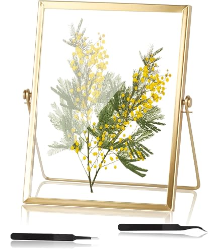 Cadres de fleurs pressées, cadres flottants en verre pour afficher des images de spécimens de