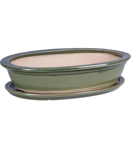 Bonsai - Untersetzer oval 24 x 18,5 cm, cremefarben 54960: Amazon.de: Garten