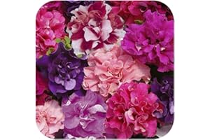 Petunia Double Duo Mixed Mini Plug Plants x 24 for Potting On by Growtanical®