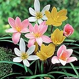 Plants Point Seedsnpots Zephyranthes Rain Lily Bulbs (Multicolour) - Pack of 10