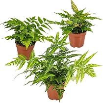 standort korbmarante Calathea Lancifolia