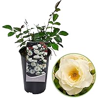 Rosa floribunda"Kristall" | Strauchrose | Weiße Rosen | Höhe 40 cm | Ø-17 cm