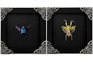 VinaTimes 2 Real Green Mantis Blue Bee Frames Dead Insect Dried Bug Shadow Box Wood Oddity Framed Taxidermy Collectables Specimen Reading Wall Hanging Art Home Decor Living Gallery K12-61DE62DE