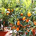 Royal Paradise Garden Rare Israel Kumquat Orange Layering Live Plant