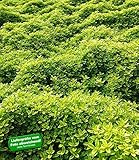 Zitronenthymian kaufen Zitronenthymian kaufen