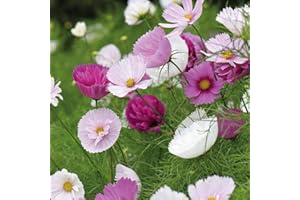 THOMPSON & MORGAN Cosmos Bippinnatus ‘Cupcakes and Saucers’ 1 Packet (50 Seeds) by Thompson and Morgan