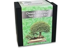 YUGEN BONSAI Chinese Elm Bonsai Tree Growing Kit
