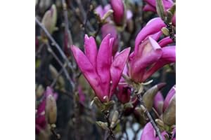 ARBORIX, PLUS VERT - MOINS CHER Magnolia 'Susan'- Magnolia 'Susan' 40-60 cm en conteneur