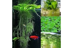 Haloppe 50 Unids Pistia Dichondra Semillas de Plantas para la Plantación de Jardín en el Hogar, Semillas de Pistia Semillas de Jacinto de Agua Verde Flotante Semillas de pistia