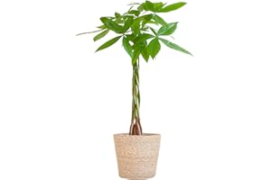 BloomPost Pachira Aquatica - Money Tree 70-80 cm + Basket - Indoor Plant - Low Maintenance House Plant - Easy to Grow Home Office Plants - Next Day Free UK Delivery
