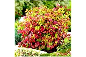 GrowOn Shrubs [2 Litre] Nandina Domestica 'Firepower' Heavenly Bamboo | Evergreen Shrub | Outdoor Garden Ready Plant