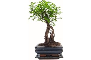 BONSAI LT Bonsai Baum mit Keramik Blumentopf - Ulmen-Bonsai - ca. 6 Jahre (15cm Schale)