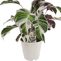 Calathea Surprise Star Zimmerpflanze – Luftreinigende Deko Für Zuhause (25–35 Cm Inkl. Topf)