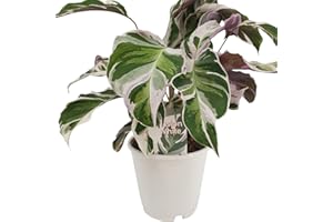 BLUMEN-SENF Calathea Fusion White 40-60 cm - Zimmerpflanze, Korbmarante - Pflegeleichte grüne Dekopflanze - Haustierfreundlich, Ideal für Wohnräume und Büros