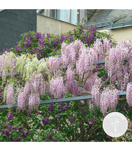 Wisteria sinensis  WINTERHART, MEHRJHRIG  Blauregen/Glyzinie   Kletterpflanze fr Pergola & Rankhilfe : Amazon.de: Garten