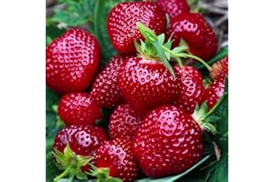 ZIELONYOGROD Lot de 10 Plants de Fraises Dessert Honeoye Très Précoces - Fraises Délicieuses - Plants de Fraisiers - Plants de Fraisiers - Fruits Sains - Résistants - Facile à Cultiver - pour Jardin et Balcon
