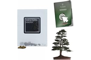 YUGEN BONSAI 30 Western Hemlock Bonsai Seeds | Tsuga Heterophylla | Growing Guide | Grow Your Own Bonsai Tree | Bonsai Beginners and Enthusiasts