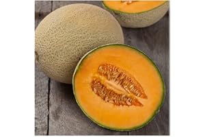 PREMIER SEEDS DIRECT - Melon Cantaloupe - Hales Best Jumbo - 80 Seeds
