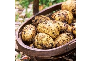 COMONBY Maris Peer Seed Potatoes (Autumn/Christmas Harvesting) 10 tubers - 2020 Stock