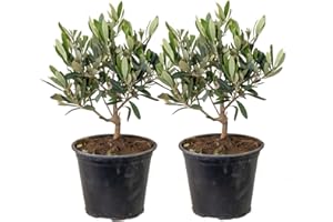 Bloomique - Lot de 2 - Olea Europaea - Olivier - Arbuste d’olivier - Plantes de jardin - Résistant au gel - 30-40 cm de haut - Pot 14 cm