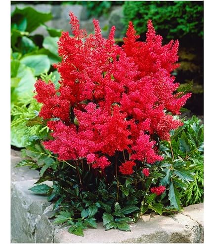 Rotschleierfarn - Dryopteris erythrosora- winterharter, wintergrner, Farn  12 cm Topf als Kbelpflanze Balkonpflanze, Schattenpflanze Beetpflanze :  Amazon.de: Garten