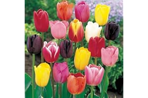 FLORIANA-BULBOSE Tulipani misti - Bulbi grandi di prima scelta (50)