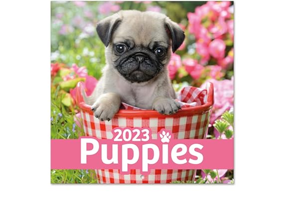 Grupo Erik - Calendrier Mural 2023 Chiens - 12 MOIS | Janvier 2023 à Décembre 2023 | 30 x 60 cm, Certifié FSC, Calendrier Mensuel en Français