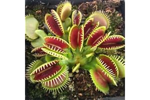 Haloppe 150 Pcs Flytrap Plantes Graines pour La Maison Jardin Plantation, Flytrap Graines Clip Géant Dionaea en Pot Bonsaï Plante Carnivore Graines d'attrape-Mouche