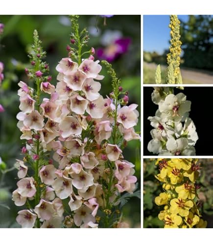 thumbnail image 2 of Verbascum Phoeniceum Hybrid Mixed Hardy Perennial Flower - 200x Seeds - Flower | UK 2 of 12