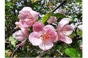 TREE ONLINE NURSERY Prairie Crab Apple Malus IOENSIS, Fragrant, Flowering, Small Tree, Hardy, Rare Fruit Tree - 10-15cm Tall Starter Plant in a 7/8cm Pot