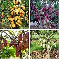 Guruji plantion Combo Pack of 4 Rare Chocolate Theobroma