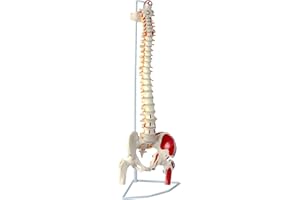 CRANSTEIN SCIENTIFIC Cranstein A-311 - Modelo de columna vertebral con pelvis y troncos, pintado, multicolor