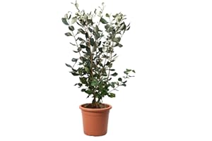 KENTIS - Feijoa Acca Sellowiana - Piante Vere da Esterno da Frutto - Pianta da Giardino Sempreverde - H 40-50 cm Vaso Ø 18 cm