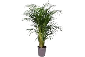 Dypsis Lutescens Grande Palma Areca XL Planta de Interior Palmera Natural para el Hogar