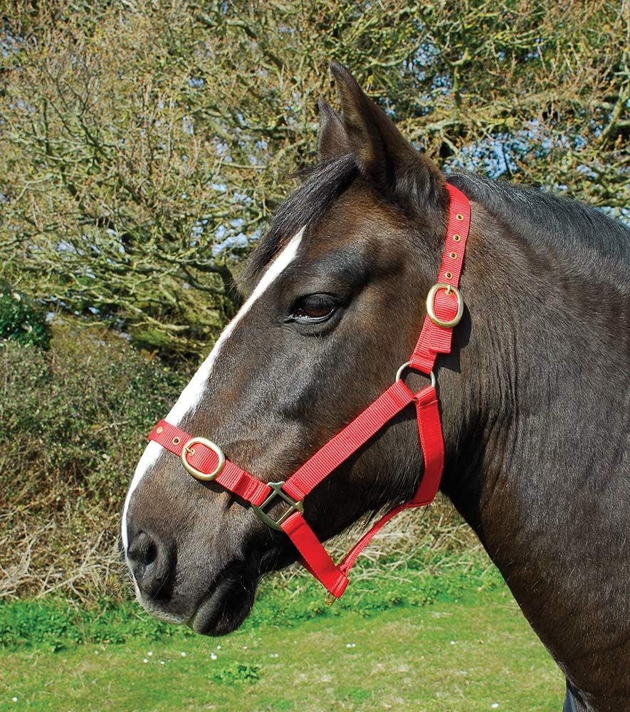 Rhinegold Nylon Headcollar - Full - Red