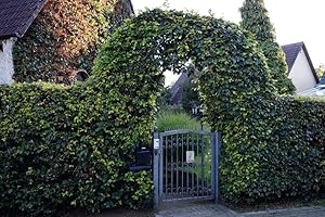 FLORANZA.DE Rotbuche Rotbuchenhecke Wurzelware 120-150 cm hoch im Rabatt-Paket - Fagus-sylvatica, floranza® 50 Stück