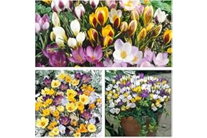 HUMPHREYS GARDEN Crocus Species Mixed x 30 Flower Bulbs Size 5/7 Bright Spring Flowers Flowering from February. Easy to Grow
