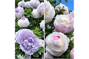 BRKENT 6 Bulbos De Peonía, Plantas Bulbosas De Peonía, Bulbos Decorativas De Flores De Primavera (Paeonia Suffruticosa), Plantas De Balcón Robustas, Bombilla De Regalo Pequeña Y Resistente