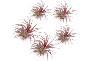 PLANDAIRE - Plante Aérienne Rouge Ionantha Vraies - Fille de l'Air Plante Tillandsia Ionantha Couleur Rouge Intense - Air Plante Interieur Naturelle Vivante - Plante Sans Terre - Usine d'Air (5)