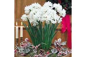 Millthorpe Plant Centre - Indoor Flowering Narcissus Paperwhite Ziva - 10 Bulbs - Free P&P