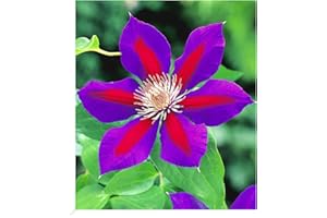 BALDUR Garten Waldrebe Clematis 'Etoile de Malicorne' winterhart, 1 Pflanze, Klematis mehrjährige blühende Kletterpflanzen, bienenfreundlich und schmetterlingsfreundlich, blühend, Clematis Hybride