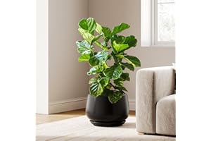 LE TAUCI Pots de fleurs en céramique de 30,5 cm pour plantes, pots de fleurs d'intérieur avec trous de drainage et soucoupes, pots de fleurs modernes pour plantes du milieu du siècle, pots de fleurs