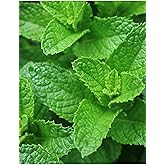 AGRODAL TARIM HORSE SEED NATIVE ANATOLIAN MINT 0.1 GRAM SEED