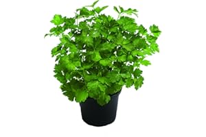 DECOALIVE Perejil Planta Natural de Exterior muy Utilizada en la Cocina
