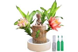HOPASRISEE Terrarium Glücksholz, Veredeltes brasilianisches Holz, Brazil Lucky Wood, Glücksholz, Brasilianisches Glücksholz, Brazilian Wood Plant, Hydroponic Tree Stump Desktop Plants (Grot Ornaments)